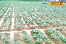 Vegetable Cultivation: সবজি চাষে ক্ষতির ভয় অতীত! ভারী বৃষ্টিতেও চিন্তা নেই, ফসল বাঁচানোর টিপস দিলেন কৃষক সম্মান প্রাপ্ত কৃষি বিশেষজ্ঞ