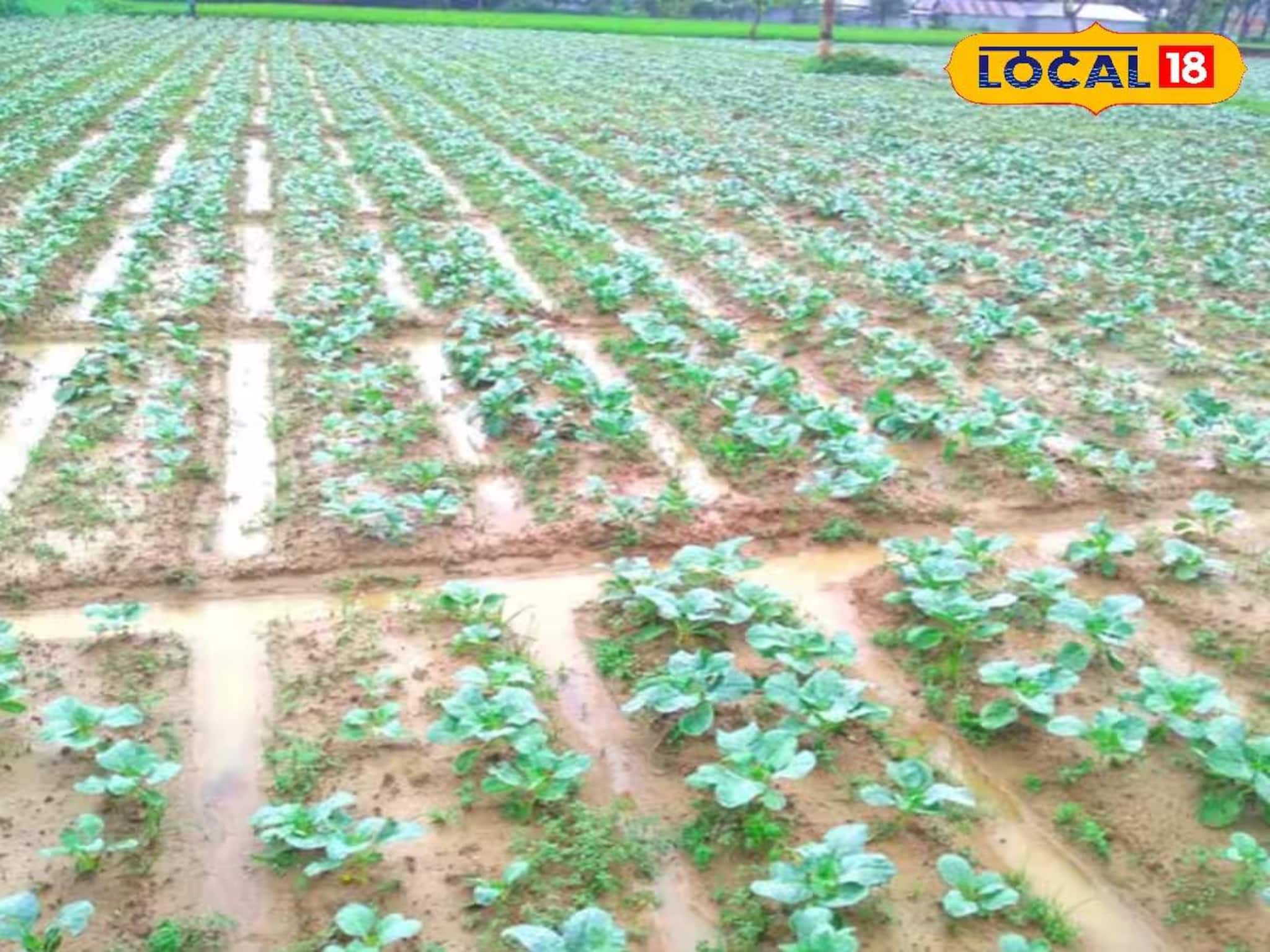 Vegetable Cultivation: সবজি চাষে ক্ষতির ভয় অতীত! ভারী বৃষ্টিতেও চিন্তা নেই, ফসল বাঁচানোর টিপস দিলেন কৃষক সম্মান প্রাপ্ত কৃষি বিশেষজ্ঞ