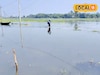 বিশ বাঁও জলে সবজি চাষ! উৎসবের মরশুমে ব্যাপক ক্ষতির মুখে চাষিরা