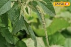 সবজি বা ক্ষীর হিসেবে খান, নটে শাক হাড় মজবুত করবে,অন্ত্রও পরিষ্কার থাকবে, উপকারিতা অসাধারণ