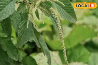 সবজি বা ক্ষীর হিসেবে খান, নটে শাক হাড় মজবুত করবে,অন্ত্রও পরিষ্কার থাকবে, উপকারিতা অসাধারণ