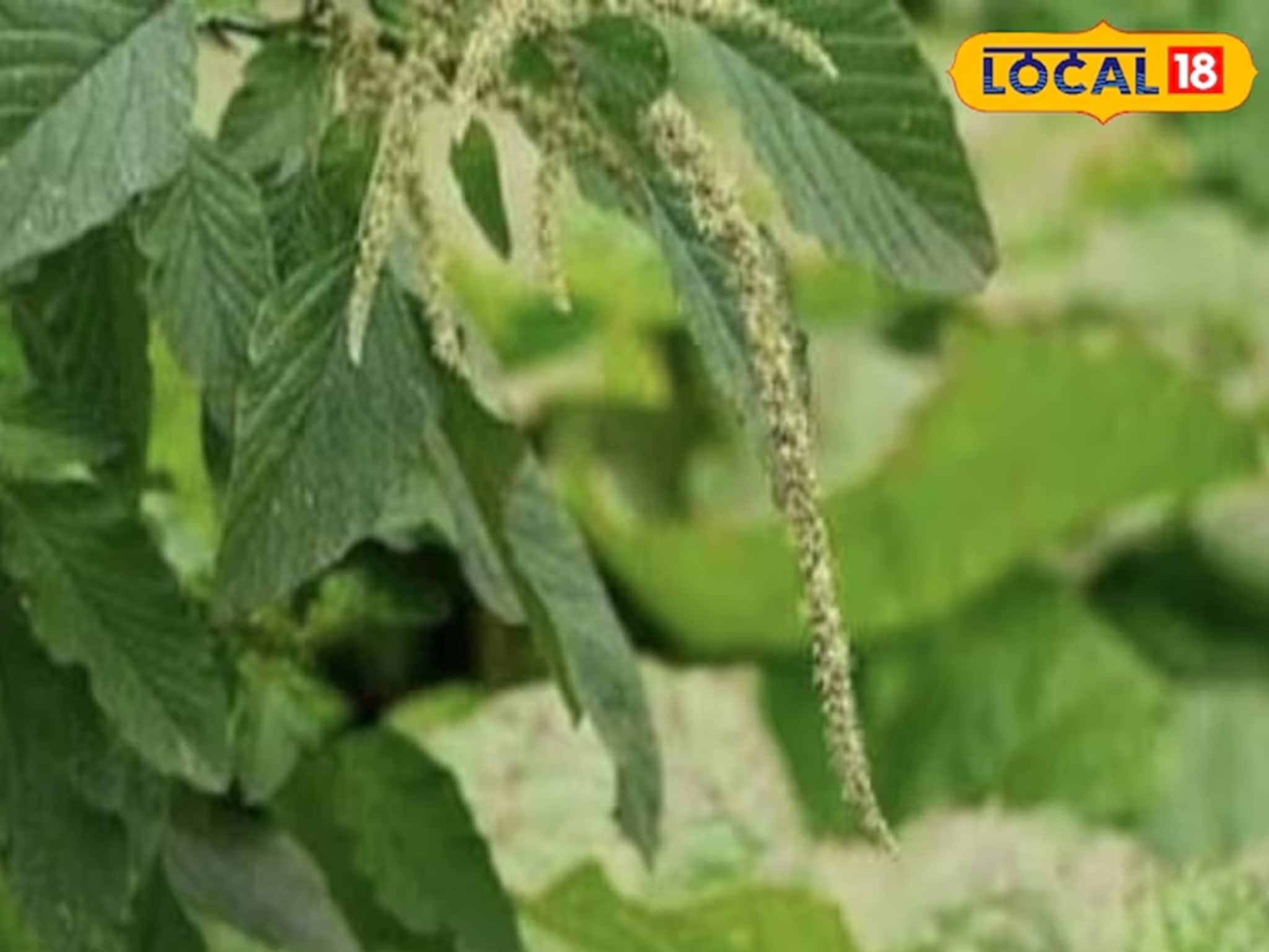 সবজি বা ক্ষীর হিসেবে খান, নটে শাক হাড় মজবুত করবে, অন্ত্রও পরিষ্কার থাকবে, উপকারিতা অসাধারণ !