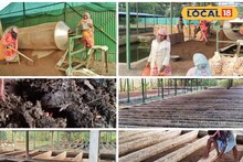 গোবর আর কেঁচো, মাত্র ২ উপকরণে বাড়ি বসে বিপুল আয়! জানতে হবে সঠিক পদ্ধতি