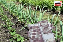 সাধারণ পন্থা, তাতেই ফুলেফেঁপে উঠবেন! স্ট্রবেরির ও রসুনের 'সোনার' চাষ করুন,প্রচুর টাকা আসবে