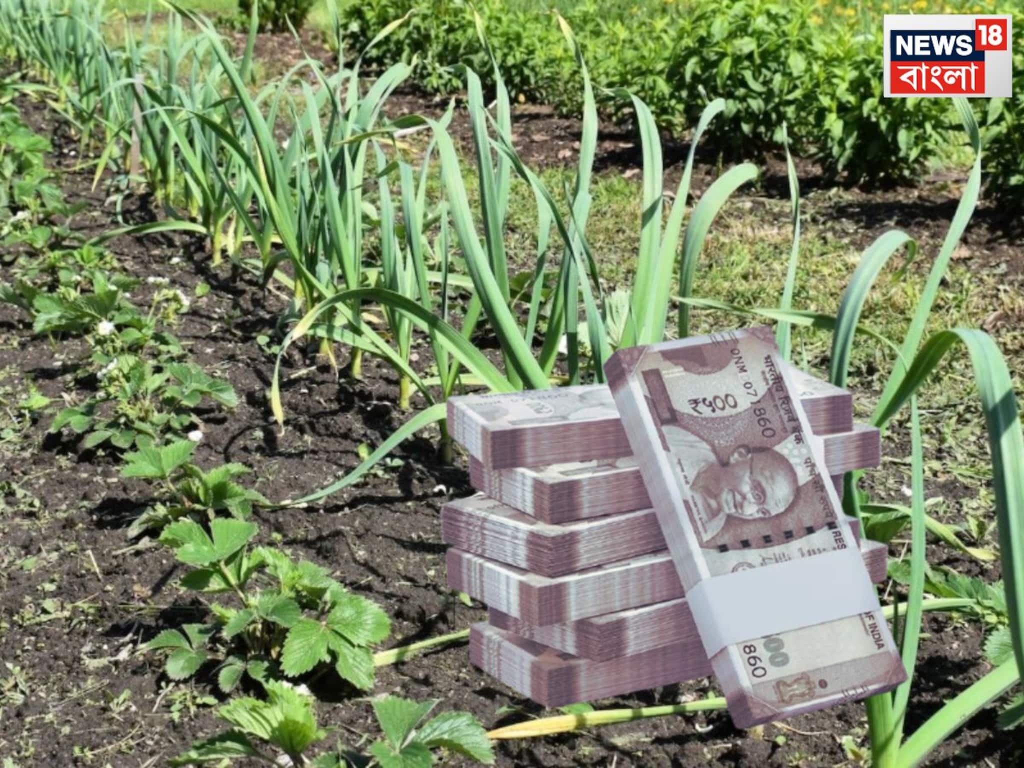 Farming Tips: সাধারণ পন্থা, তাতেই ফুলেফেঁপে উঠবেন! স্ট্রবেরির পাশাপাশি রসুনের সোনার চাষ করুন, প্রচুর টাকা আসবে ঘরে Farming Tips: সাধারণ পন্থা, তাতেই ফুলেফেঁপে উঠবেন! স্ট্রবেরির পাশাপাশি রসুনের সোনার চাষ করুন, প্রচুর টাকা আসবে ঘরে