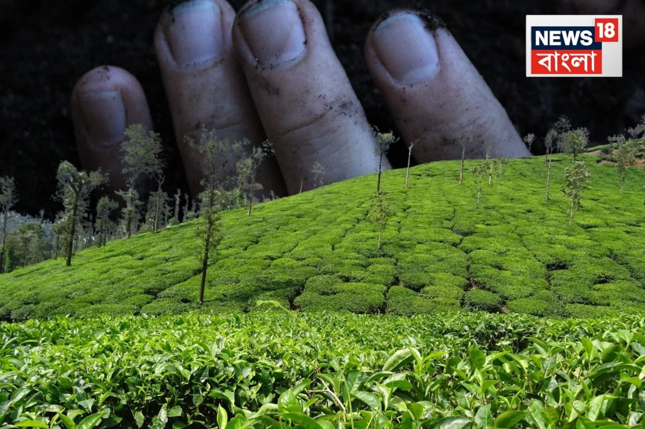 বাগডোগরার গঙ্গারাম চাবাগানে কঙ্কালসার দেহ উদ্ধার ঘিরে চাঞ্চল্য! তদন্তে পুলিশ