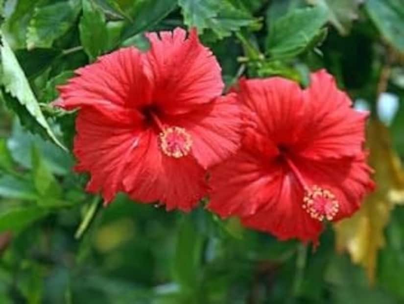 বেশি জল জবাগাছে দেবেন না৷ তাহলে গাছের গোড়া পচে যাবে৷ সপ্তাহে এক দিন গাছের গোড়ায় মাটি খুঁড়ে পরিমিত পরিমাণে জল দিন৷ জবাগাছে পোকামাকড়ের সংক্রমণ বেশি হয়৷ তাই নিয়মিত কীটনাশক প্রয়োগ করুন৷ তবে বেছে সেক্ষেত্রে বেছে নিন জৈব কীটনাশক৷