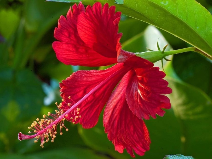 রান্নাঘরের দুই সামান্য উপকরণেই জবাগাছে প্রচুর ফুল আসবে। গাছ বেড়েও উঠবে সযত্নে। দু’টি খালি প্লাস্টিকের বোতলে আলাদা আলাদা করে জলে ভিজিয়ে রাখুন পেঁয়াজের খোসা ও কলার খোসা। দু’দিন জলে ভিজিয়ে রাখলেই মজে গিয়ে তৈরি হবে সার। 
