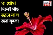 কালীপুজোর আগেই বাড়িতেই গাছে উপচে ফুটবে লাল জবা ফুল! শুধু গোড়ায় দিন রান্নাঘরের এই ২ খোসা