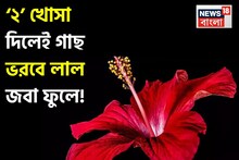 Joba Phul (Hibiscus Flower) Tips: কালীপুজোর আগেই আপনার বাড়ির গাছে উপচে ফুটবে লাল জবা ফুল! শুধু গাছের গোড়ায় দিন রান্নাঘরের ফেলে দেওয়া এই ‘২’ খোসা