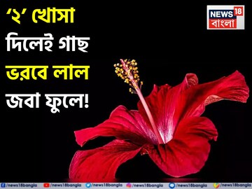 কালীপুজোর আগেই বাড়িতেই গাছে উপচে ফুটবে লাল জবা ফুল! শুধু গোড়ায় দিন রান্নাঘরের এই ২ খোসা