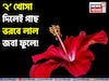 কালীপুজোর আগেই বাড়িতেই গাছে উপচে ফুটবে লাল জবা ফুল! শুধু গোড়ায় দিন রান্নাঘরের এই ২ খোসা