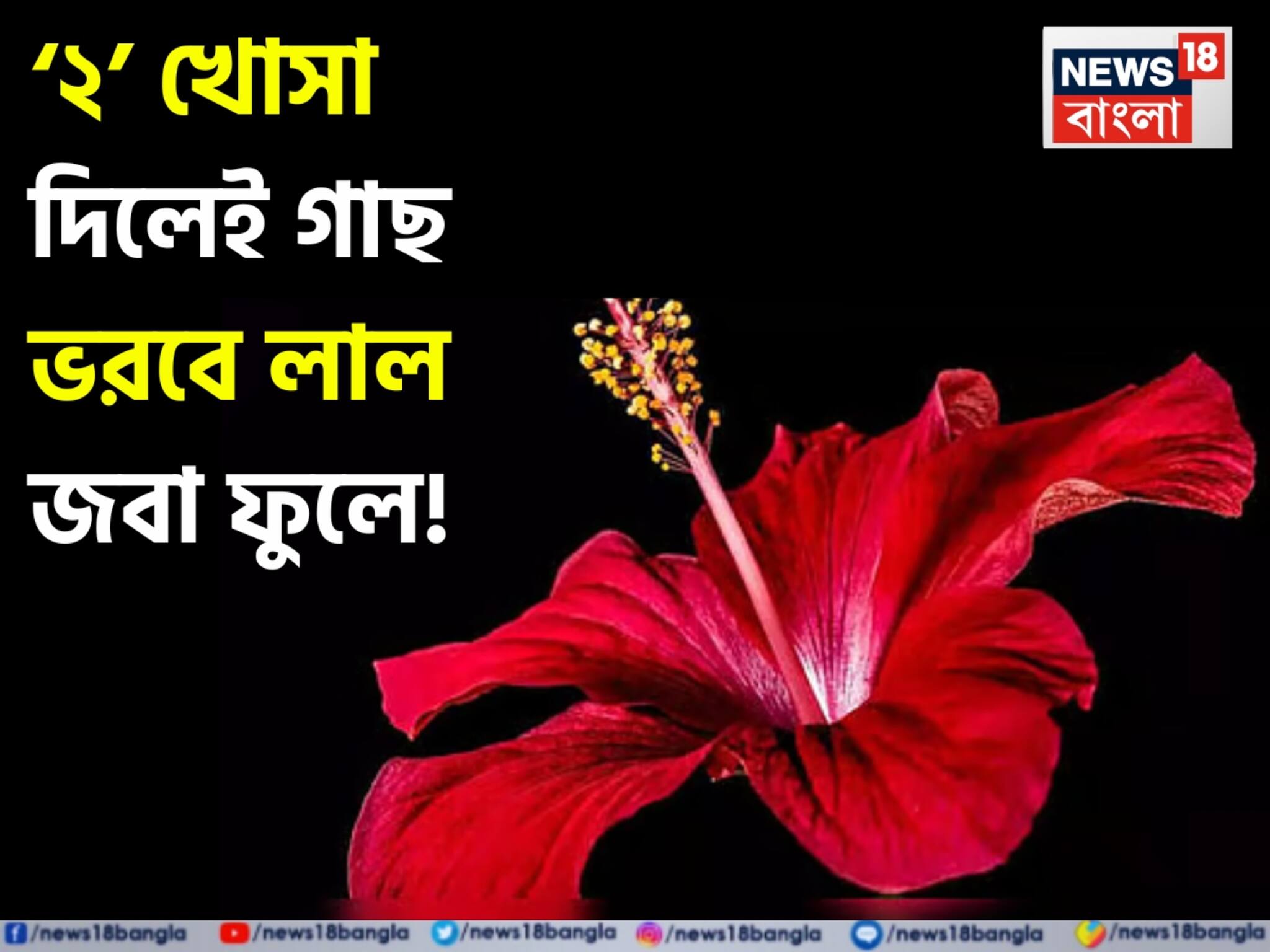 Joba Phul (Hibiscus Flower) Tips: কালীপুজোর আগেই আপনার বাড়ির গাছে উপচে ফুটবে লাল জবা ফুল! শুধু গাছের গোড়ায় দিন রান্নাঘরের ফেলে দেওয়া এই ‘২’ খোসা