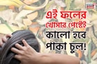 খেলা শেষ দামি কলপ, কালারের! এই ফলের খোসার পেস্ট মাখলেই উধাও সাদা চুল! কালো হবে পাকা চুল!