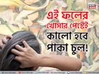 খেলা শেষ দামি কলপ, কালারের! এই ফলের খোসার পেস্ট মাখলেই উধাও সাদা চুল! কালো হবে পাকা চুল!