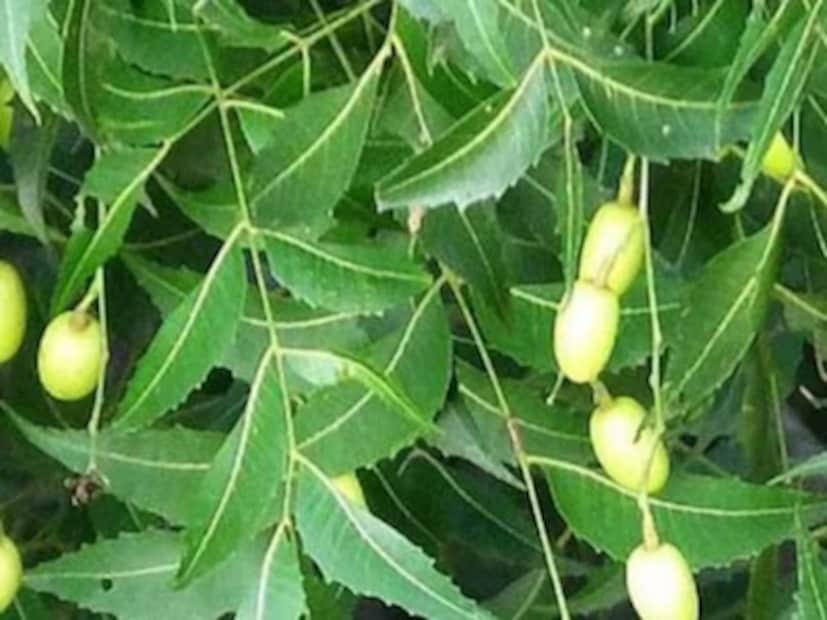 ভারতীয় ঐতিহ্যে নিমের দাঁত ব্রাশ করা একটি গুরুত্বপূর্ণ স্বাস্থ্যবিধি হিসেবে বিবেচিত হয়। নিমের ডাল এবং পাতায় প্রাকৃতিক অ্যান্টিসেপটিক এবং অ্যান্টিব্যাকটেরিয়াল বৈশিষ্ট্য রয়েছে, যা দাঁতের সমস্যা দূর করতে সাহায্য করে। নিম পাতার ঔষধি গুণ হজমশক্তি উন্নত করে, রোগ প্রতিরোধ ক্ষমতা শক্তিশালী করে এবং ত্বকের সমস্যা দূর করতে সাহায্য করে।