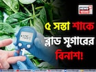 ৫ সস্তা শাকের কামাল! ১ চিমটি খেলে ব্লাড সুগার নির্বংশ! ক্যানসারের ঝুঁকি গায়েব!