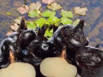 জলে হওয়া তেকোণা পানিফল জন্ডিসের মহৌষধ! রক্তচাপ বশে আনে, কিছু ক্ষেত্রে আছে নিষেধাজ্ঞা