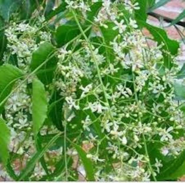 ডঃ ফয়সাল ব্যাখ্যা করেন যে এই মধু শুধুমাত্র অগাস্ট থেকে ফেব্রুয়ারির মধ্যে উৎপাদন করা সম্ভব, যখন নিমগাছে ফুল ফোটে। মৌমাছিরা এই ফুল থেকে মধু আহরণ করে এই বিশেষ মধু তৈরি করে। 