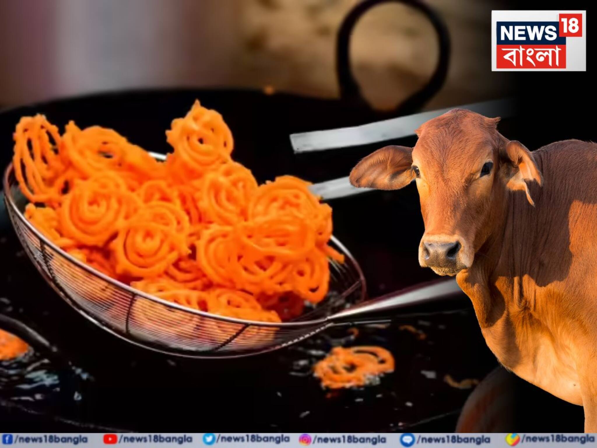 গরুতে দিল গুঁতো, ছিটকে গিয়ে পড়লেন ফুটন্ত তেলে... ধূপগুড়িতে এ কী ভয়ঙ্কর কাণ্ড?