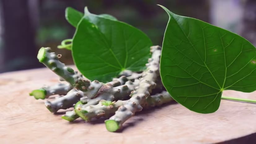 আপনার প্রতিদিনের খাদ্যতালিকায় গুলঞ্চ অন্তর্ভুক্ত করে, আপনি প্রাকৃতিক উপায়ে ইউরিক অ্যাসিড সম্পর্কিত সমস্যা এবং জয়েন্টের ব্যথা নিয়ন্ত্রণ করতে পারেন।