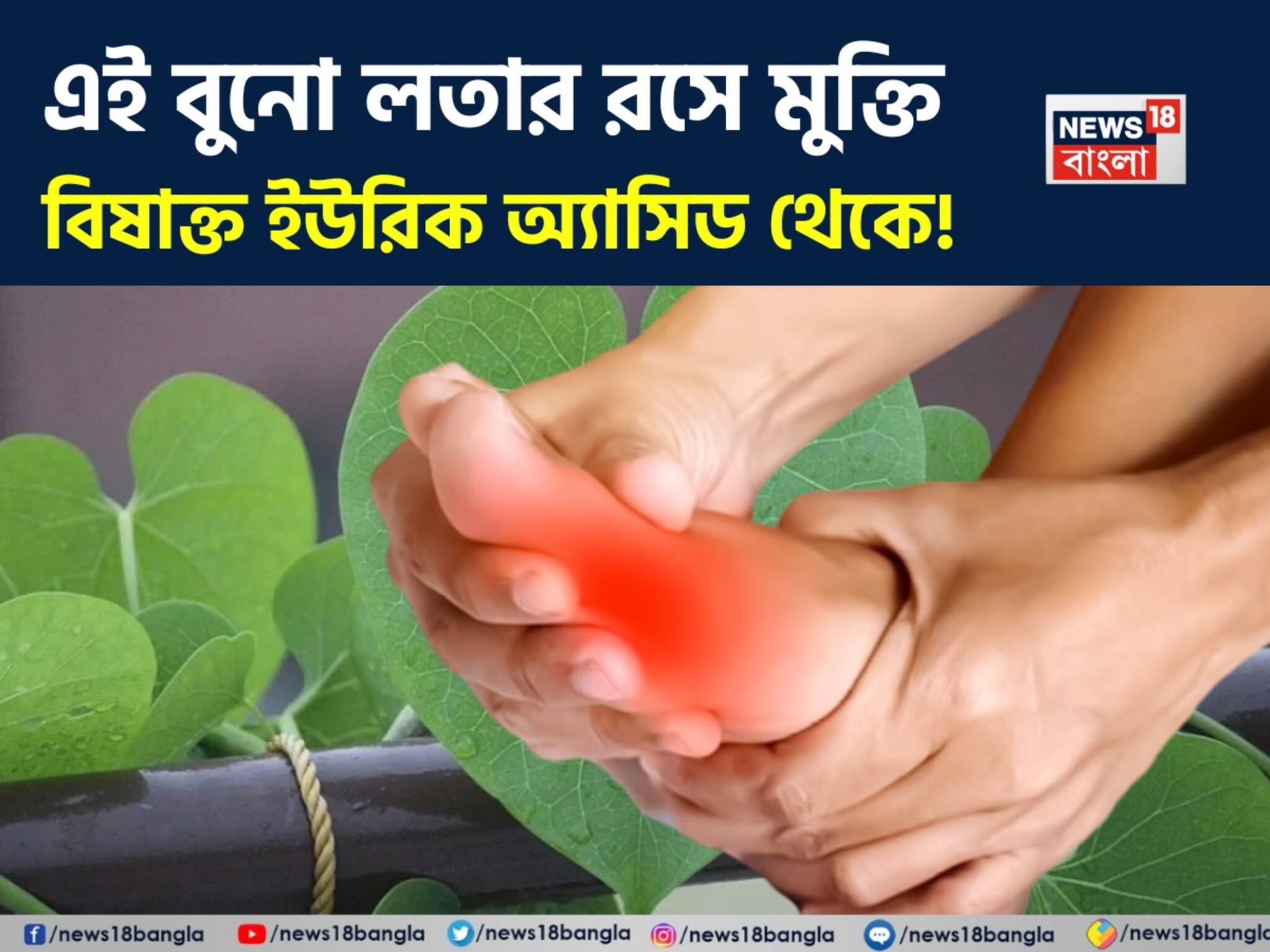 Uric Acid Control Tips: অমৃতের ভান্ডার! আশীর্বাদ হয়ে শরীর থেকে বিষাক্ত ইউরিক অ্যাসিডকে নিংড়ে বার করে এই বুনো লতার রস! সস্তায় মুক্তি যন্ত্রণা থেকে!