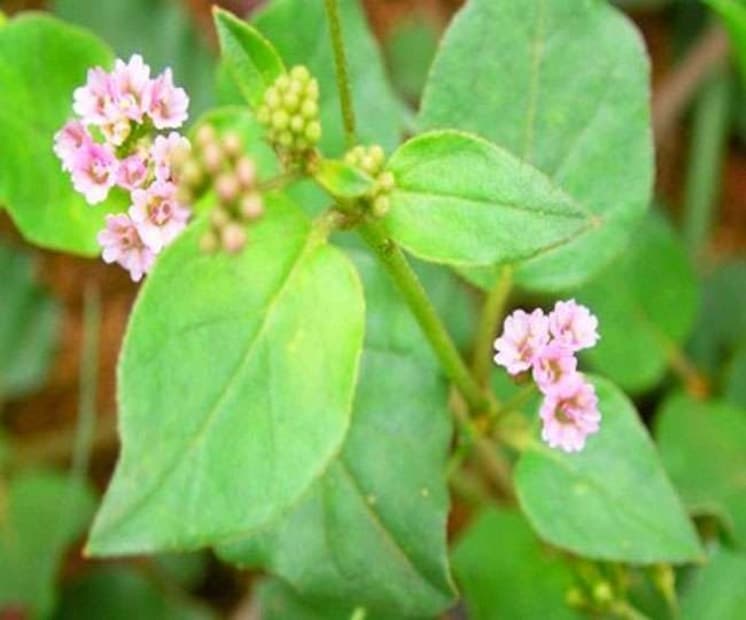 গ্রীষ্মে এটি শুকিয়ে যায়, কিন্তু বৃষ্টিপাত ফিরে আসার সঙ্গে সঙ্গে এটি আবার সবুজ এবং প্রাণবন্ত হয়ে ওঠে। এই কারণেই এটিকে 