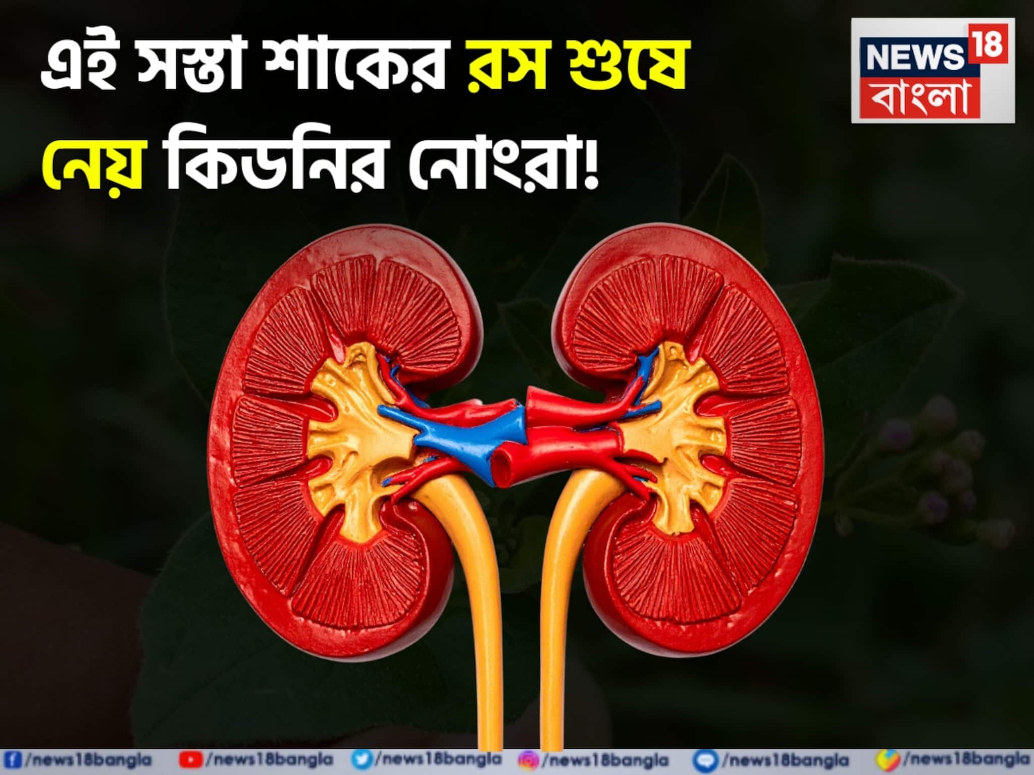 Kidney Problem & Anaemia: অযত্নে বেড়ে ওঠা সস্তা এই শাকের রসই শুষে নেয় কিডনির নোংরা! সারে অ্যানিমিয়া! পেটের রোগ সারিয়ে দেয় নতুন জীবন