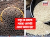হলুদ না কালো সরষে? কোনটা খাওয়া ভাল, কোনটা খারাপ? কোনটা খেলে অম্বল হয়? জানুন