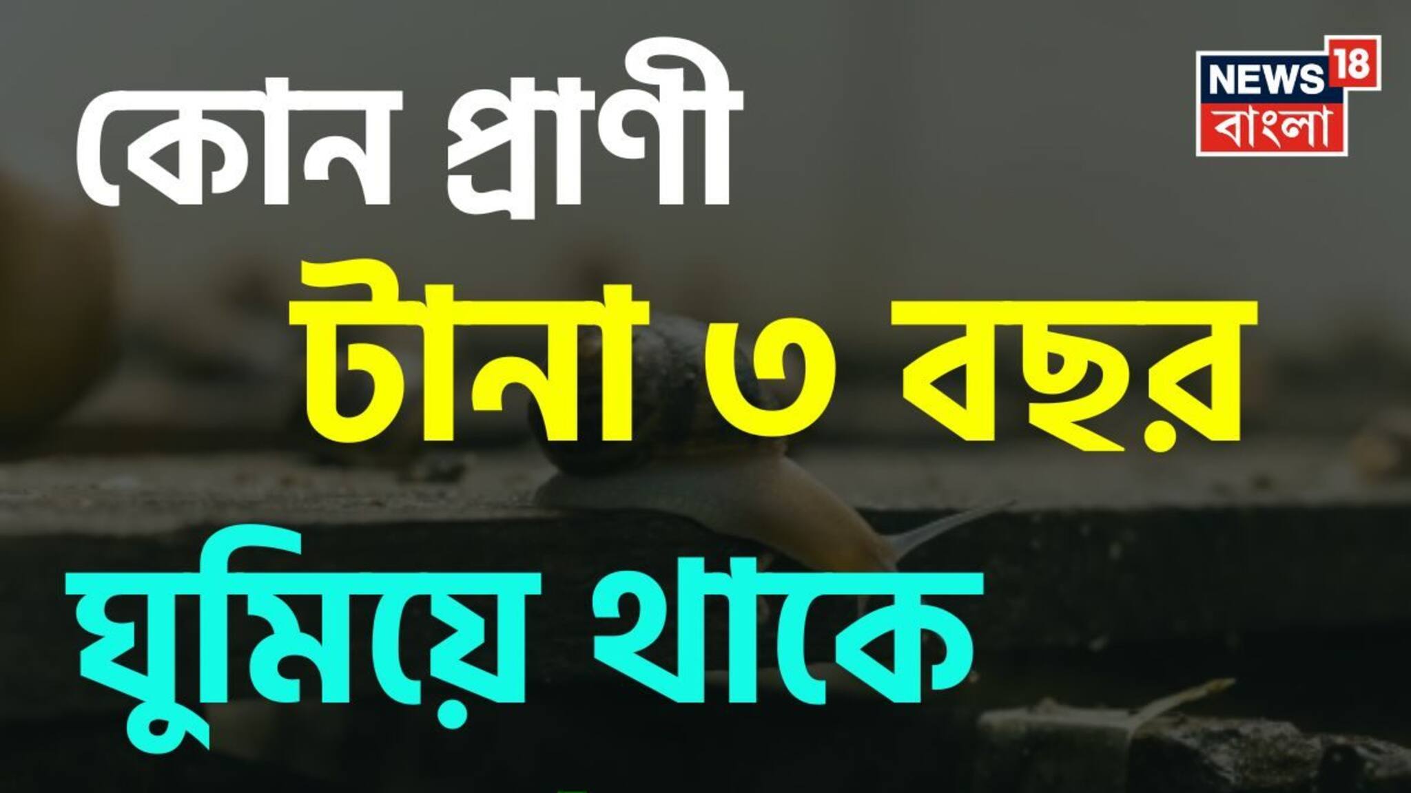 Knowledge Story: না খাওয়া-না ওঠা, বেঁচে থাকার তাগিদে টানা ৩ বছর ঘুমিয়ে থাকে এই প্রাণী! জানেন কোন প্রাণী এটি?