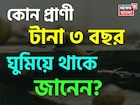 না খাওয়া-না ওঠা, বেঁচে থাকার তাগিদে টানা ৩ বছর ঘুমিয়ে থাকে এই প্রাণী! জানেন কোন প্রাণী?
