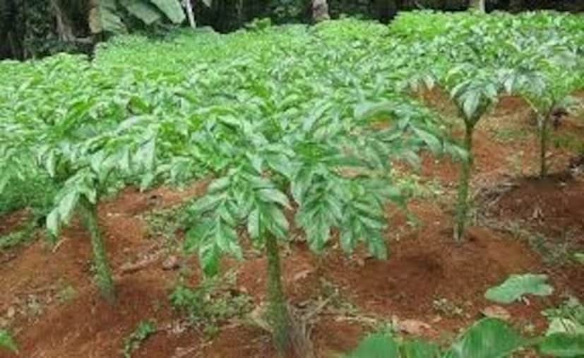সব্জি হিসেবে খেলেও আমরা অধিকাংশই ওলের পাতা বা শাক কেমন দেখতে চিনি না ৷ খাওয়া যায় ওলের ডাঁটাও৷ আয়ুর্বেদ শাস্ত্র মতে, ওলশাক রক্ষা করে মরসুমি ঠান্ডা লাগা এবং সর্দিকাশির হাত থেকে৷ অরুচি দূর করে৷ পরিপাকক্রিয়া স্বাভাবিক রাখতে সাহায্য করে ওলশাক৷ বলছেন আয়ুর্বেদিক বিশেষজ্ঞ সিদ্ধার্থ শুক্লা৷