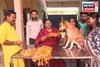 দীপাবলি 'ওদের'ও! শিলিগুড়িতে পালিত হল কুকুর তিহার! জানেন কী এটা?