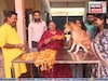 দীপাবলি 'ওদের'ও! শিলিগুড়িতে পালিত হল কুকুর তিহার! জানেন কী এটা?