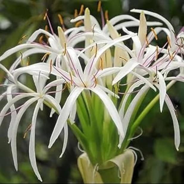 সাদা স্রাবের চিকিৎসার জন্য সুদর্শন গাছ অত্যন্ত উপকারী। বেশিরভাগ মহিলাই এই সমস্যায় ভোগেন, যা দুর্বলতাও সৃষ্টি করে। সুদর্শন গাছের ডালপালা দুধে পিষে নির্ধারিত পরিমাণে খেলে সাদা স্রাবের কারণে ব্যথা এবং অস্বস্তি কমাতে সাহায্য করতে পারে।