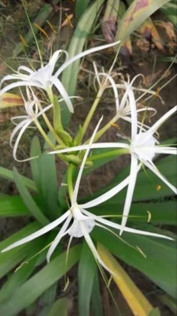 বারাবাঁকি জেলা হাসপাতালের চিকিৎসক ডাঃ অমিত ভার্মা (এমডি মেডিসিন) ব্যাখ্যা করেছেন যে সুদর্শন এমন একটি উদ্ভিদ যার পাতা, ফুল এবং শিকড় আমাদের স্বাস্থ্যের জন্য অত্যন্ত উপকারী। এতে অনেক গুরুত্বপূর্ণ পুষ্টি উপাদান রয়েছে, যেমন গ্লুকান, জৈব অ্যাসিড, স্যাপোনিন, অ্যামিনো অ্যাসিড এবং অ্যালকালয়েড, যা আমাদের অনেক গুরুতর রোগ থেকে রক্ষা করতে সাহায্য করে।