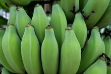 কলা চাষে কম খরচে বাম্পার ফলন পেতে চান? সঠিক সমাধান রয়েছে হাতের কাছেই, দেখে নিন কী করবেন