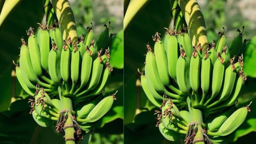 কাঁচকলায় এমন পুষ্টি উপাদান থাকে যা ত্বকের সমস্যা দূর করতে সাহায্য করে। কাঁচকলা পিষে পেস্ট করে দাগ-ছোপ দাগের উপর লাগালে ধীরে ধীরে ত্বকের সমস্যা কমে যায়। কাঁচকলা ভিটামিন এবং ক্যালসিয়াম সমৃদ্ধ, যা ত্বককে নরম এবং উজ্জ্বল করে তোলে। 