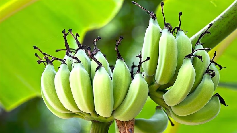 কাঁচকলা খেলে ডায়রিয়া, হজমের সমস্যা এবং গ্যাস দূর হতে পারে। খালি পেটে এগুলি খেলে এই সমস্ত সমস্যা থেকে মুক্তি পাওয়া যায়। একটি শক্তিশালী পাচনতন্ত্র গ্যাস এবং ডায়রিয়াও দূর করে। আপনার হজমের সমস্যার চিকিৎসার জন্য আপনি এই ঘরোয়া প্রতিকারটিও ব্যবহার করতে পারেন।