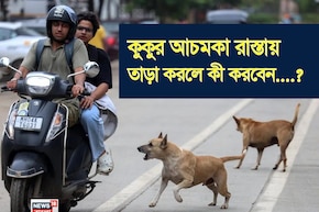 কুকুর হঠাৎ রাস্তায় তাড়া করলে কী করবেন জানেন? শিখে নিন এই ছোট্ট 'ট্রিক'!