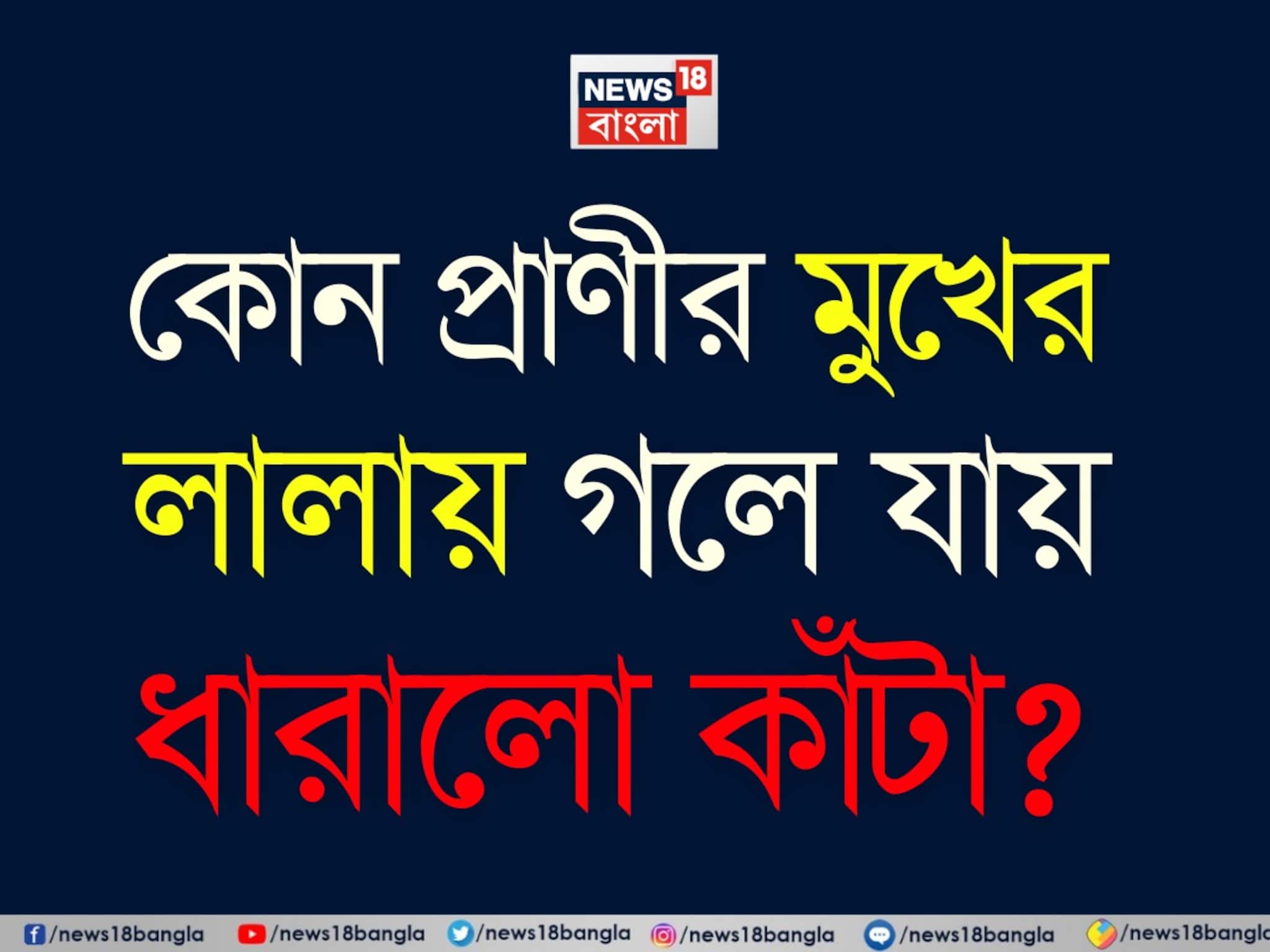General Knowledge: বলুন তো কোন প্রাণীর মুখের লালায় গলে যায় ধারালো কাঁটা? ডেড সি-র চূড়ান্ত নোনা জল খেয়েও থাকে দিব্যি সুস্থ? সঠিক উত্তর জানলে ঘুরে যাবে মাথা! General Knowledge: বলুন তো কোন প্রাণীর মুখের লালায় গলে যায় ধারালো কাঁটা? ডেড সি-র চূড়ান্ত নোনা জল খেয়েও থাকে দিব্যি সুস্থ? সঠিক উত্তর জানলে ঘুরে যাবে মাথা!