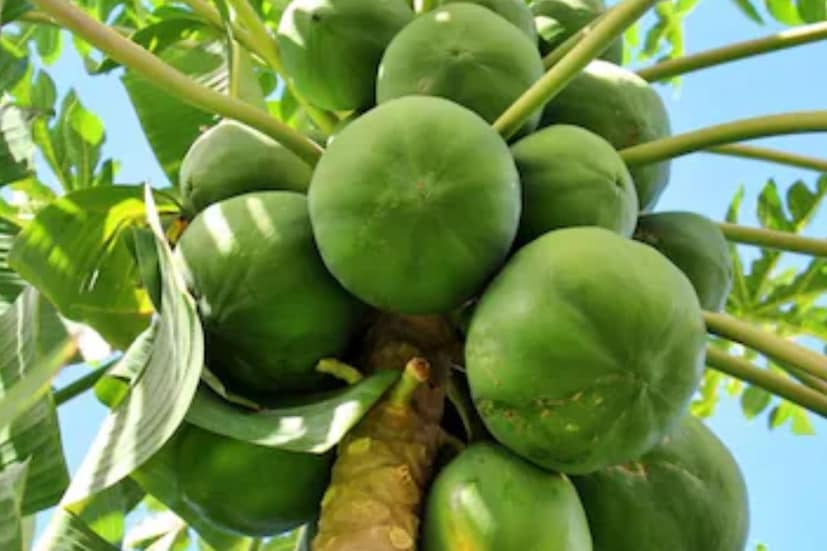পেঁপেতে প্রচুর পরিমাণে ফাইবার থাকে, যা সাধারণত হজমের জন্য ভাল। তবে, যাদের ইরিটেবল বাওয়েল সিনড্রোম (IBS), ডায়রিয়া, অথবা হজমশক্তি দুর্বল, তাদের ক্ষেত্রে এটি গ্যাস, পেটে ব্যথা বা পাতলা মলত্যাগ হতে পারে। এইসব লোকদের খুব কম পরিমাণে অথবা ডাক্তারের পরামর্শ নিয়ে পেঁপে খাওয়া উচিত। পেঁপেতে গ্লাইসেমিক সূচক কম, তবে ডায়াবেটিস রোগীদের জন্য এটি বেশি পরিমাণে খাওয়া ঠিক নয়। পেঁপেতে উপস্থিত প্রাকৃতিক চিনি রক্তে গ্লুকোজের মাত্রা বাড়িয়ে দিতে পারে। তাই ডায়াবেটিস রোগীদের এটি সীমিত পরিমাণে খাওয়া উচিত।