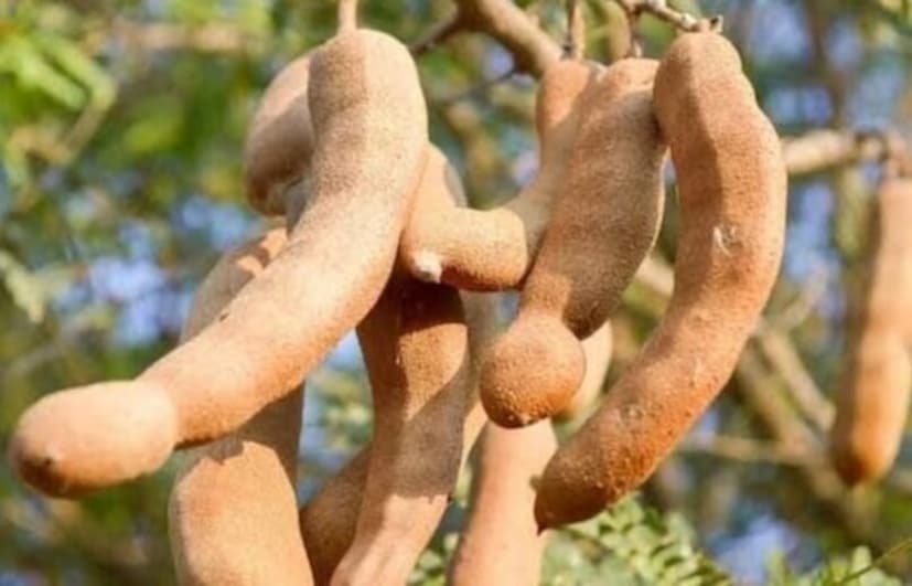 হজমশক্তি বৃদ্ধি ও কোষ্ঠকাঠিন্য দূরীকরণ: কাঁচা তেঁতুল হজমশক্তি বাড়াতে এবং কোষ্ঠকাঠিন্যের মতো সমস্যা দূর করতে সাহায্য করে। ওজন কমানো: তেঁতুল ওজন কমাতে সাহায্য করতে পারে, কারণ এটি চর্বি গলাতে সাহায্য করে এবং ভাল কোলেস্টেরলের মাত্রা বাড়ায়।