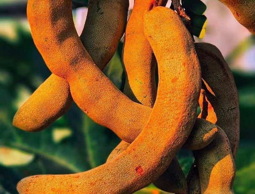 কাঁচা তেঁতুলের উপকারিতাগুলির মধ্যে রয়েছে হজমশক্তি বাড়ানো, কোষ্ঠকাঠিন্য দূর করা, ওজন কমাতে সাহায্য করা এবং হার্টের স্বাস্থ্য ভাল রাখা। এটি প্রদাহরোধী এবং অ্যান্টিঅক্সিডেন্ট বৈশিষ্ট্যযুক্ত এবং এতে ভিটামিন ও খনিজ উপাদান রয়েছে যা রোগ প্রতিরোধ ক্ষমতা বৃদ্ধি করে। কিছু ক্ষেত্রে, কাঁচা তেঁতুল আঘাতের ব্যথা কমাতে এবং ক্ষত সারাতে সাহায্য করতে পারে। 