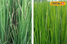 Agriculture Tips: ধান জমিতে পোকার উৎপাত! সাদা হয়ে যাচ্ছে পাতা, নষ্ট ফসল! কীভাবে মিলবে রেহাই? সমাধান শোনালেন মুখ্য কৃষি আধিকারিক