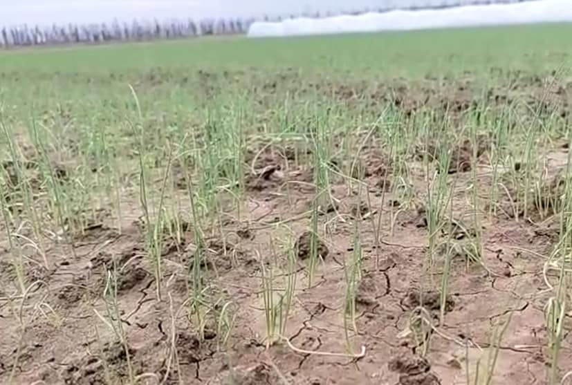 এসবের প্রভাব ইতিমধ্যেই শুরু হয়েছে অনেক জেলায়। পুরুলিয়ায় সকাল থেকেই মেঘলা আকাশ এবং বিক্ষিপ্তভাবে বৃষ্টির দেখা মিলেছে। অসময়ে বৃষ্টির ফলে ব্যাহত জনজীবন। পাশাপাশি পাকা ধান বৃষ্টিতে নষ্ট হয়ে যাওয়ার আশঙ্কায় ভুগছেন চাষিরা।