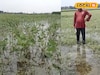 প্রকৃতির মারে চাষিদের নিঃস্ব হওয়ার পালা! লাভের আশায় চাষ করে এখন মাথা ঠুকছেন