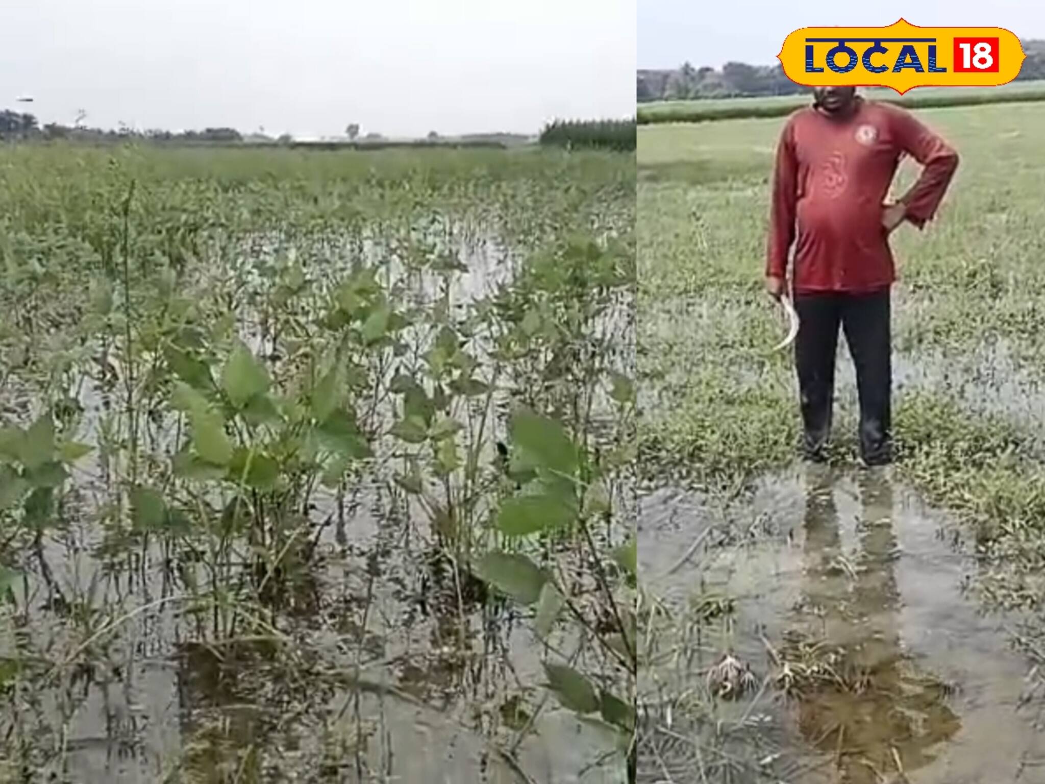 প্রকৃতির মারে চাষিদের নিঃস্ব হওয়ার পালা! লাভের আশায় চাষ করে এখন মাথা ঠুকছেন