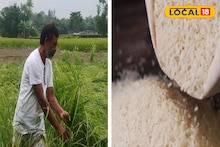 Agriculture Profit : নতুন পদ্ধতিতে তুলাইপাঞ্জি চাষ করে তাক লাগিয়ে দিয়েছেন কৃষক, ফলন অনেক বেশি! ঘরে আসছে বিপুল মুনাফা
