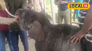 উদ্ধার হওয়া হস্তিশাবক।